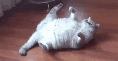 belly gif|funny big belly pictures.